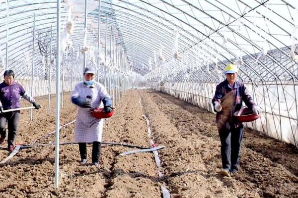 怎么在日光温室中种植草莓，株距保持在18-20厘米