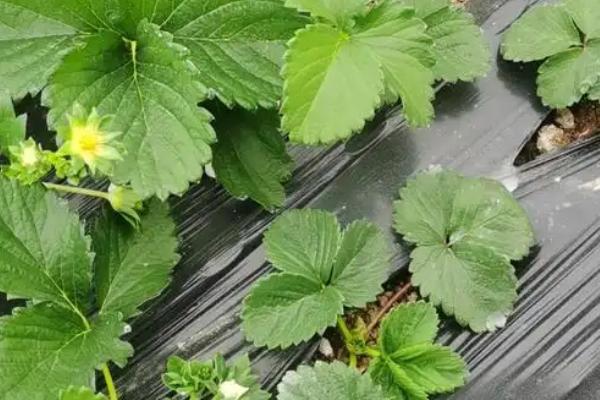 怎么在日光温室中种植草莓，株距保持在18-20厘米