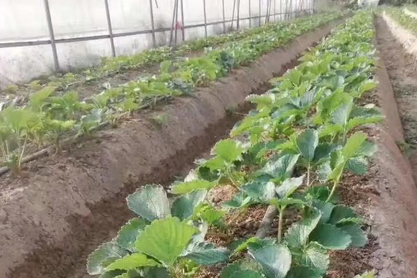 怎么在日光温室中种植草莓，株距保持在18-20厘米