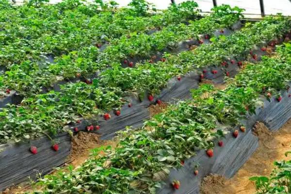 怎么在日光温室中种植草莓，株距保持在18-20厘米