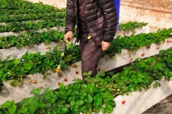 怎么在日光温室中种植草莓，株距保持在18-20厘米