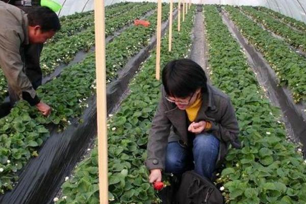 怎么在日光温室中种植草莓，株距保持在18-20厘米