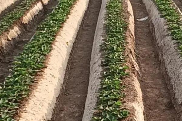 怎么在日光温室中种植草莓，株距保持在18-20厘米