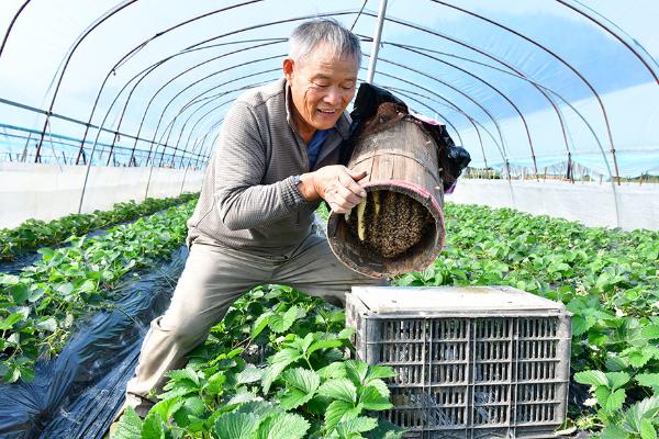 怎么在日光温室中种植草莓，株距保持在18-20厘米