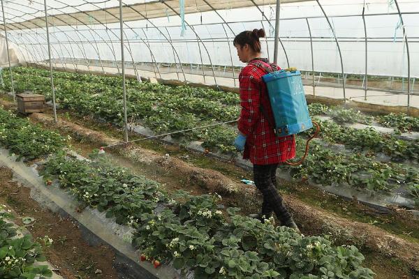 怎么在日光温室中种植草莓，株距保持在18-20厘米