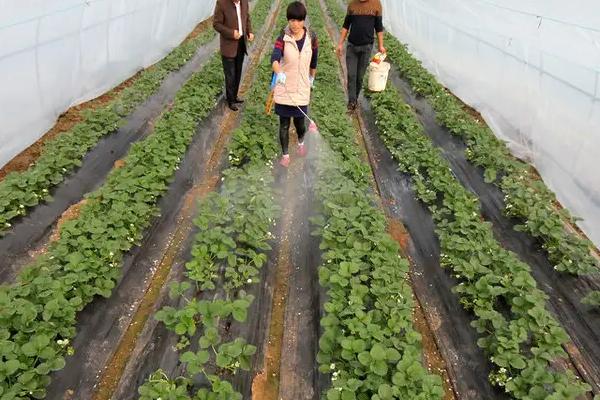 怎么在日光温室中种植草莓，株距保持在18-20厘米