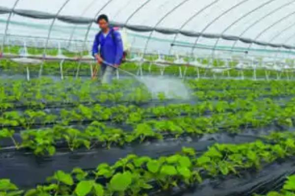 怎么在日光温室中种植草莓，株距保持在18-20厘米