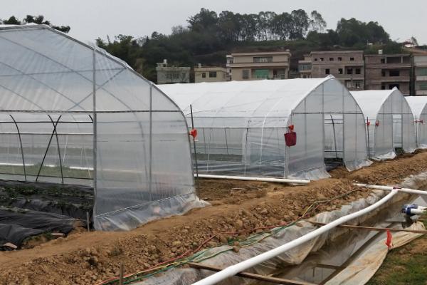 怎么在日光温室中种植草莓，株距保持在18-20厘米