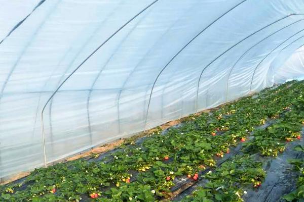 怎么在日光温室中种植草莓，株距保持在18-20厘米
