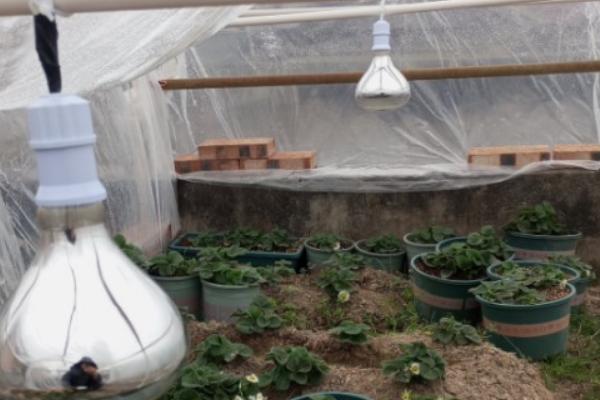 怎么在日光温室中种植草莓，株距保持在18-20厘米