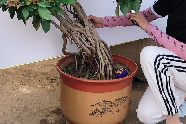 贵人果的过冬方法，确保室温不低于5℃