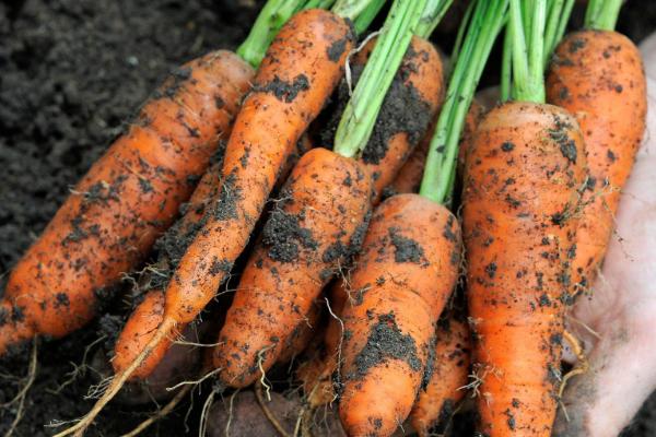 胡萝卜是根吗,根部呈长圆锥形