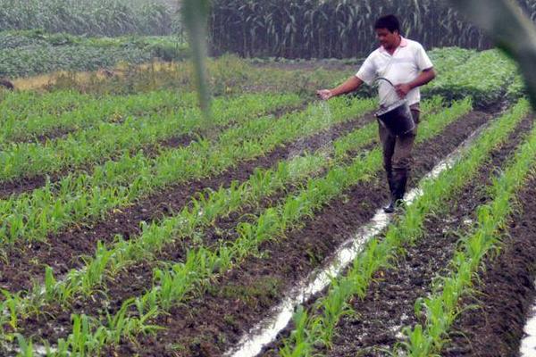胡萝卜是根吗,根部呈长圆锥形
