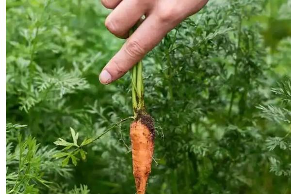 胡萝卜是根吗,根部呈长圆锥形