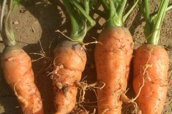 胡萝卜是根吗,根部呈长圆锥形