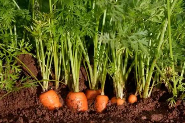 胡萝卜是根吗,根部呈长圆锥形