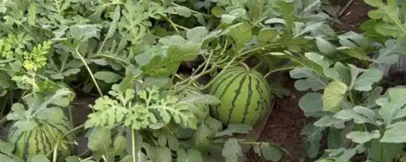 西瓜挂果后的浇水方法,后期可每隔6-8天浇一次