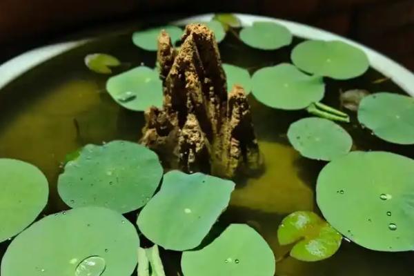 家养的荷花里都是虫子如何处理，可以使用香烟水消灭