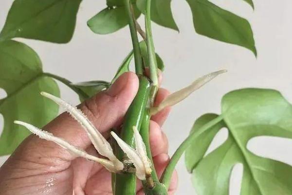 绿萝有什么味道,绿萝不会散发任何气味