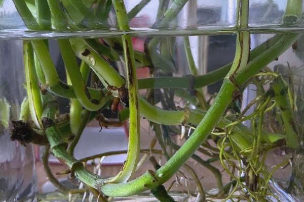 绿萝有什么味道,绿萝不会散发任何气味