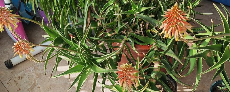 芦荟会开花吗，芦荟其实开花的