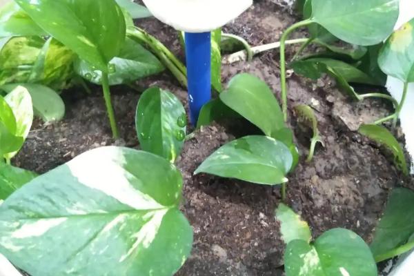 绿萝有什么味道,绿萝不会散发任何气味