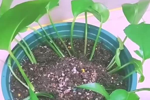 绿萝有什么味道,绿萝不会散发任何气味