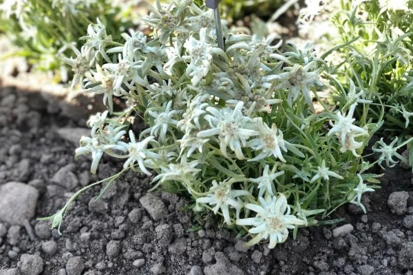 怎么养雪绒花，适宜生长温度为15℃至20℃