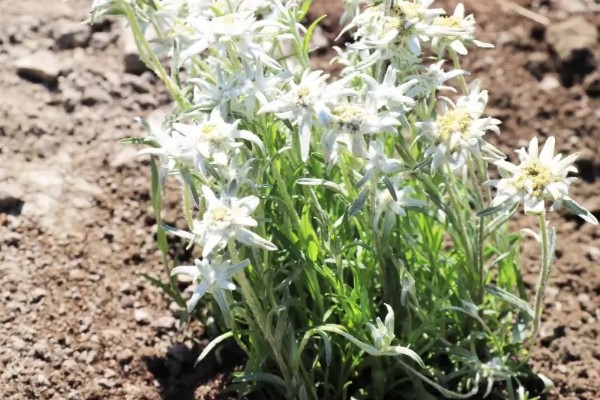 怎么养雪绒花，适宜生长温度为15℃至20℃