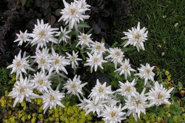 怎么养雪绒花，适宜生长温度为15℃至20℃