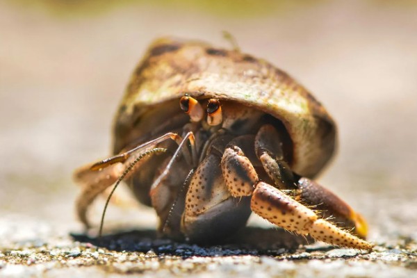 寄居蟹可以活多久，自然环境下可存活2-5年