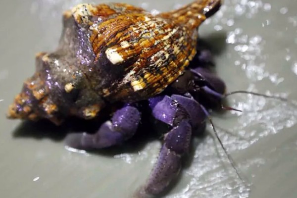 寄居蟹可以活多久，自然环境下可存活2-5年