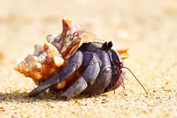 寄居蟹可以活多久，自然环境下可存活2-5年