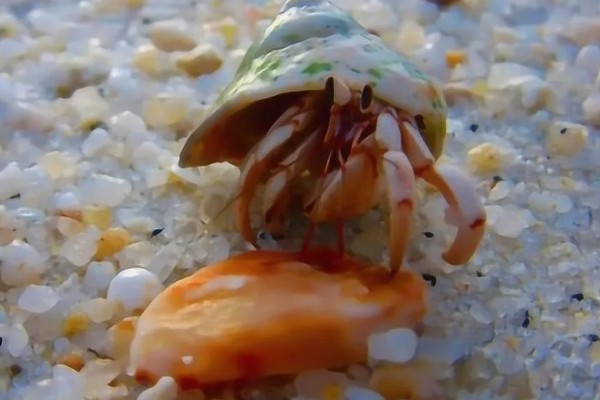 寄居蟹可以活多久，自然环境下可存活2-5年