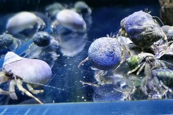 寄居蟹可以活多久，自然环境下可存活2-5年