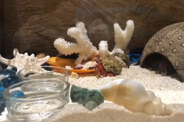 寄居蟹可以活多久，自然环境下可存活2-5年