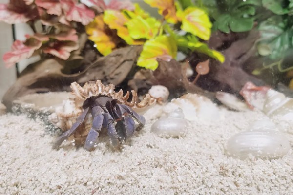 寄居蟹可以活多久，自然环境下可存活2-5年