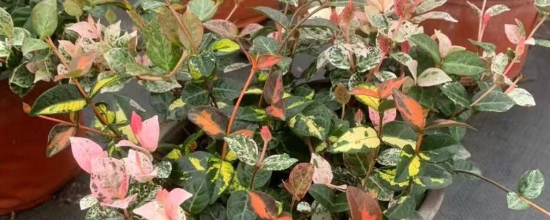 养殖花叶络石要注意什么，土壤中不能产生积水