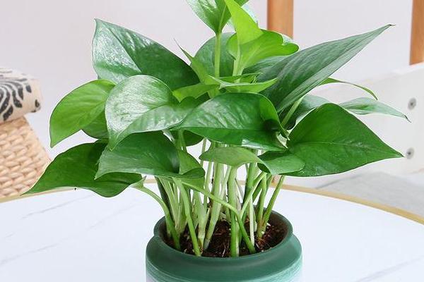 绿萝有什么味道,绿萝不会散发任何气味