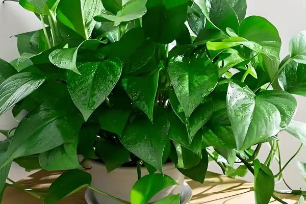 绿萝有什么味道,绿萝不会散发任何气味