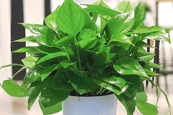 绿萝有什么味道,绿萝不会散发任何气味