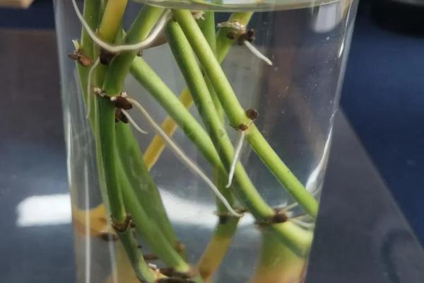 绿萝有什么味道,绿萝不会散发任何气味