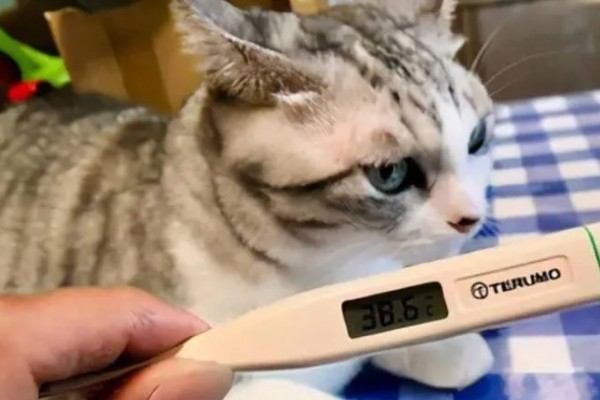 猫咪发烧到40度是不是猫瘟，不一定就是猫瘟引起的