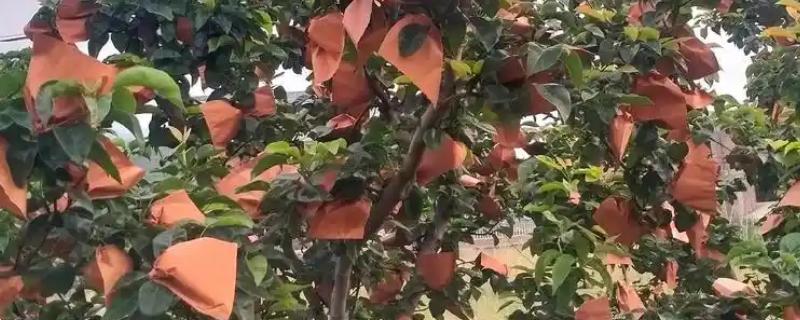 梨树的套袋技术，红梨的话要以双层果袋为主