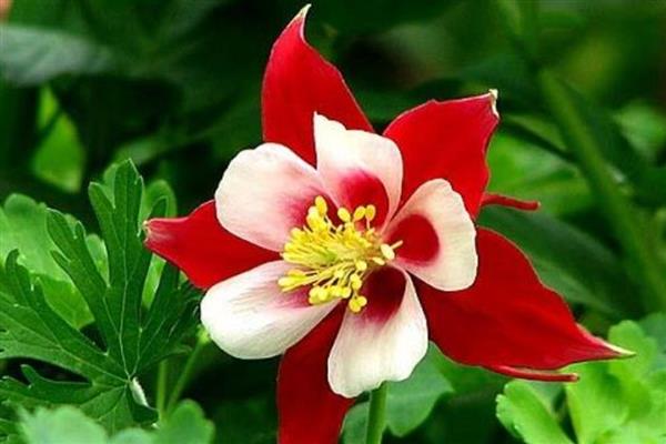 依米花有什么花语，代表奇迹、瞬间的绚烂等含义