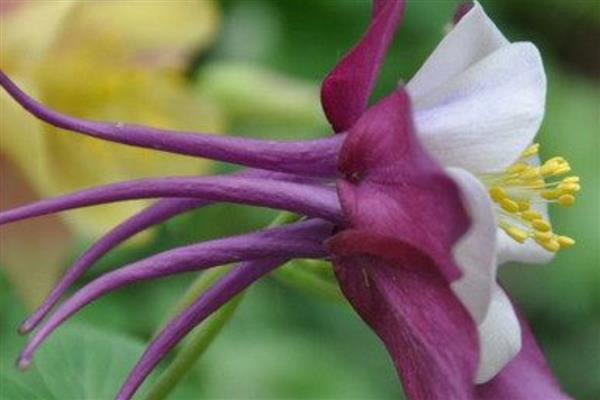 依米花有什么花语，代表奇迹、瞬间的绚烂等含义