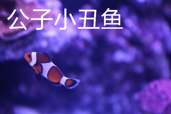 小丑鱼的原产地，印度洋和太平洋是它们的原生地