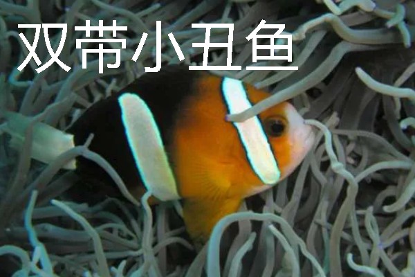 小丑鱼的原产地，印度洋和太平洋是它们的原生地