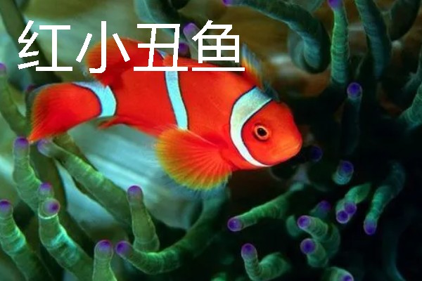 小丑鱼的原产地，印度洋和太平洋是它们的原生地
