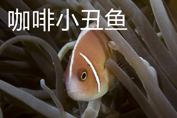 小丑鱼的原产地，印度洋和太平洋是它们的原生地